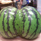 Illustration for article titled Check Out the Sexy Butt on These Watermelons
